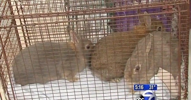 Over 100 Brooklyn Rabbits Seized after Others Diagnosed with Syphilis