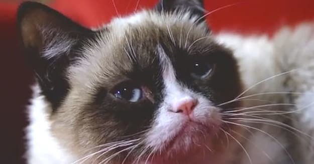 The Best Video on the Internet Today: The Grumpy Cat 'Forbes' Interview