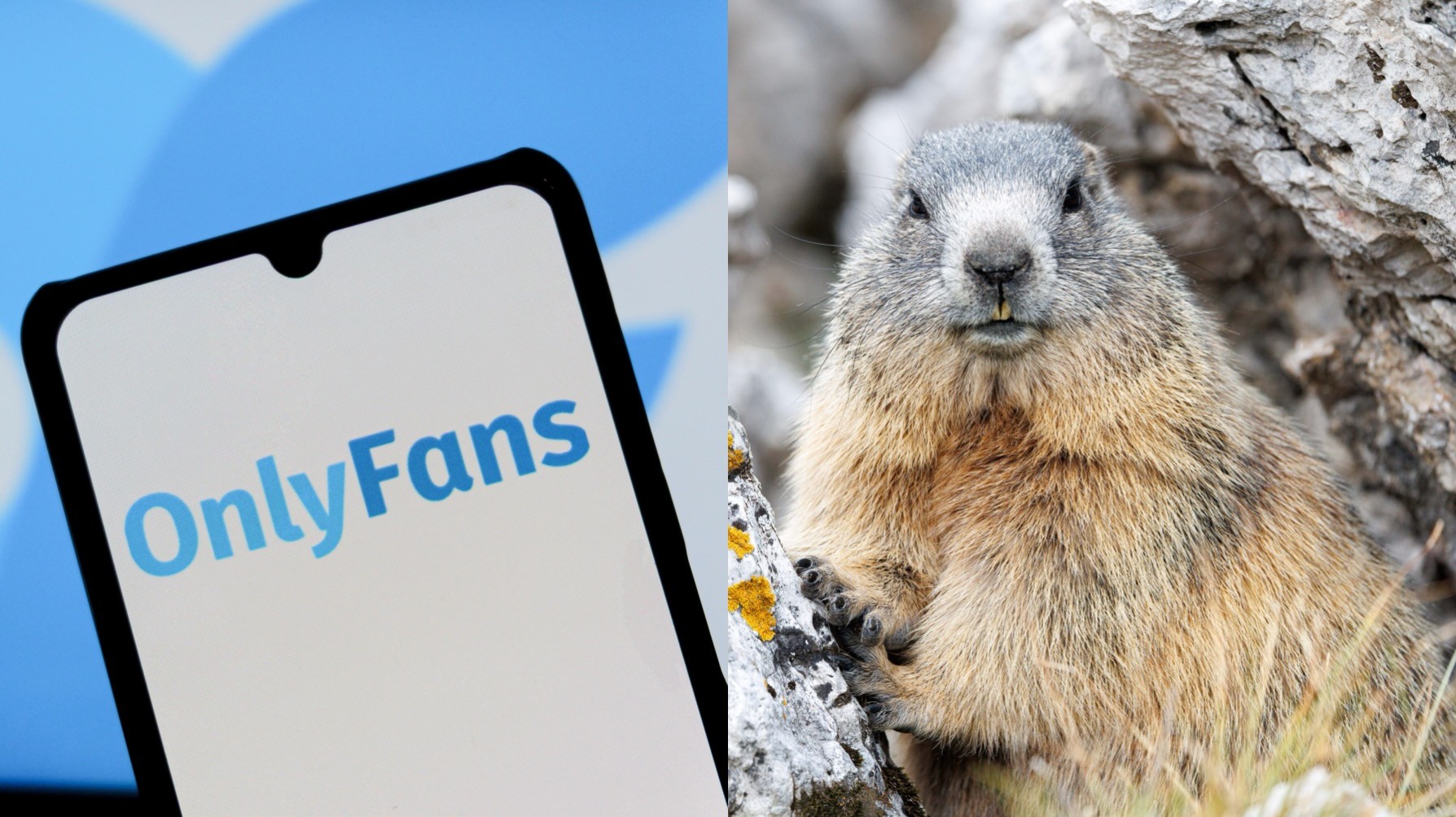 (L-R) OnlyFans logo and Marmot.