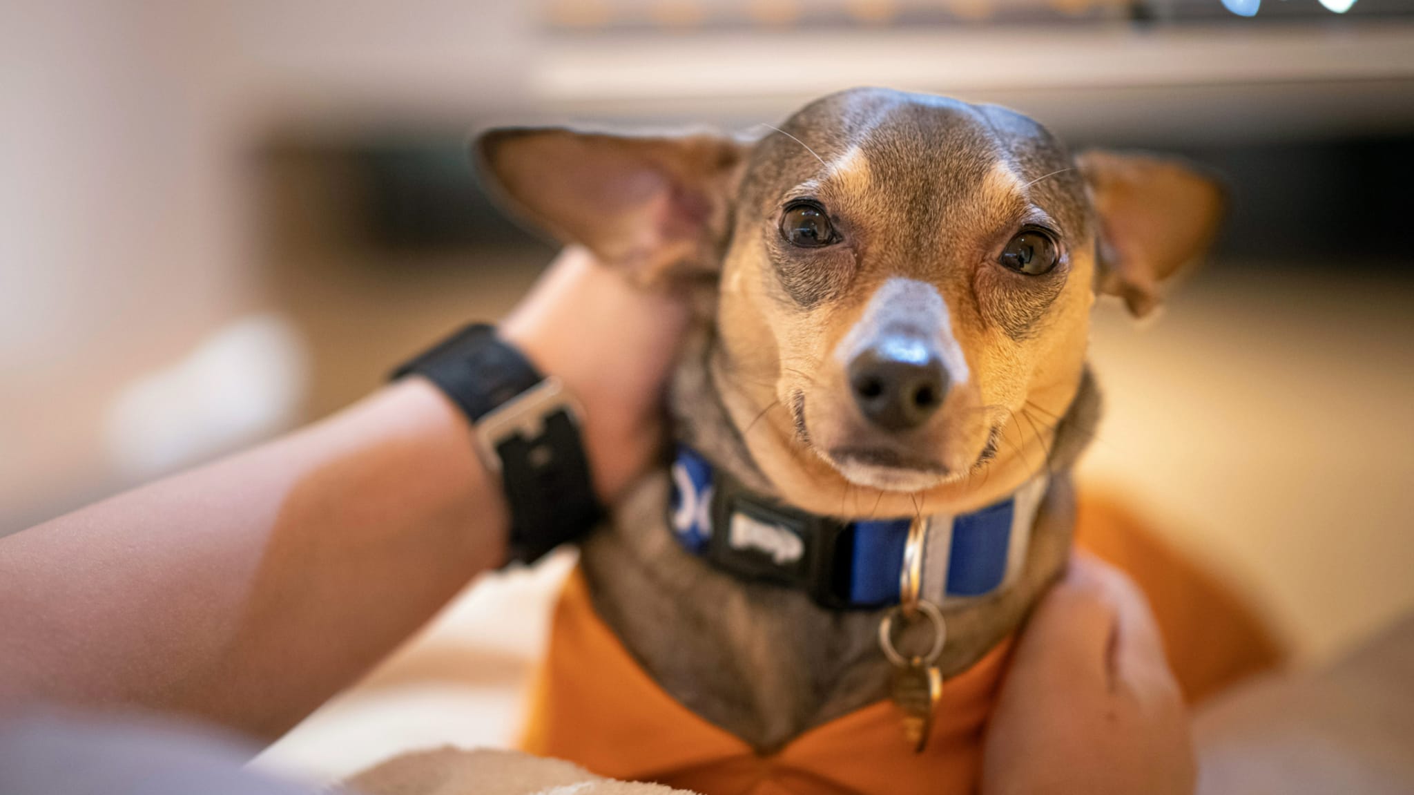 Florida Man Arrested for Threatening to Eat Neighbor's Dog While Wielding Knife