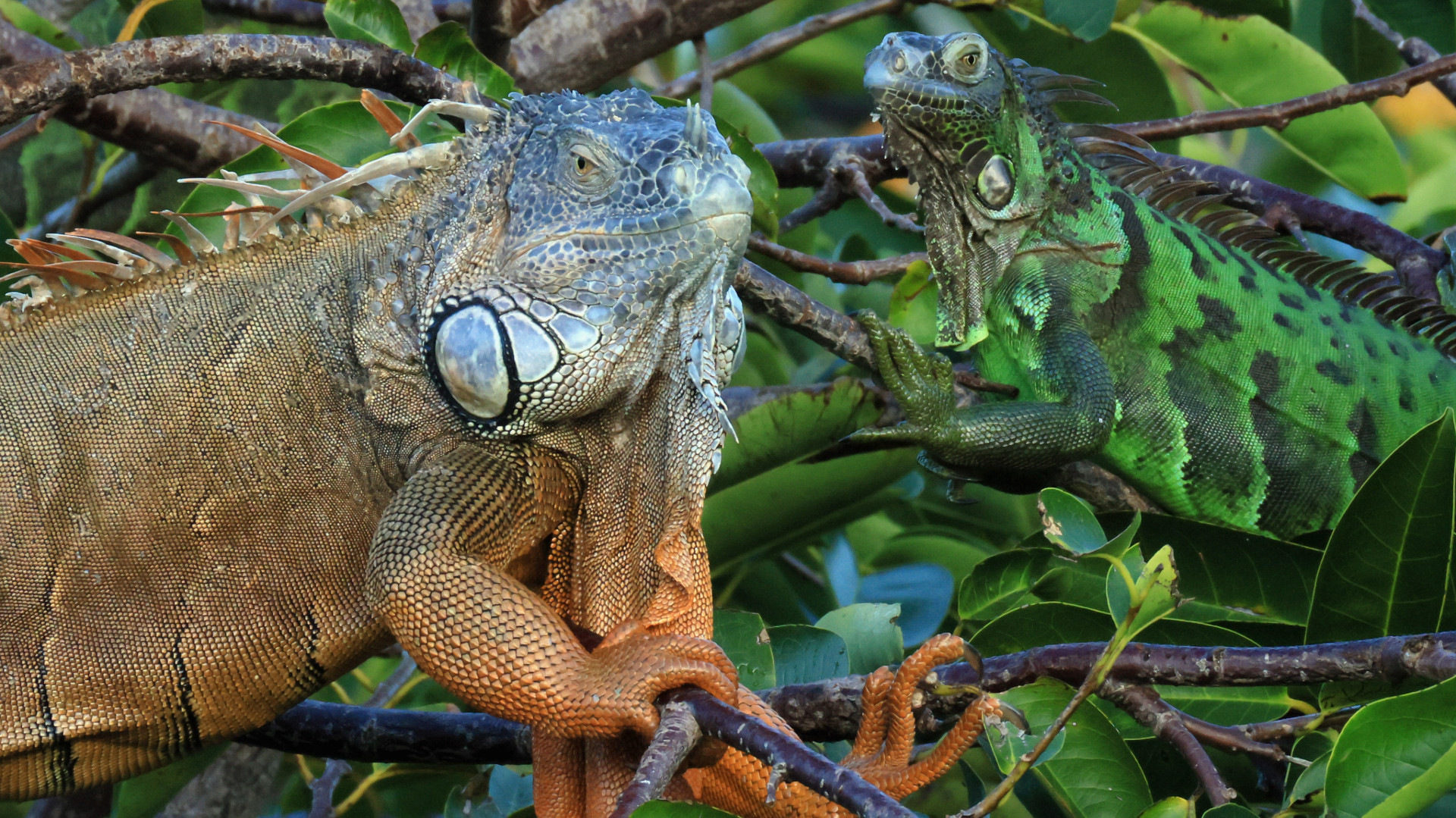 Florida Man Known As 'Cuban Tarzan' Claims He Caught A 'Record-Sized' Iguana