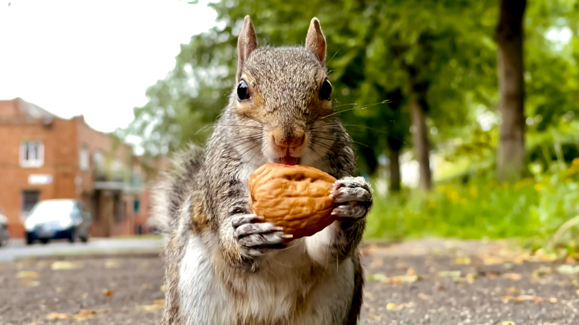 California Town Under Siege From Vicious Squirrel That Left 2 Hospitalized