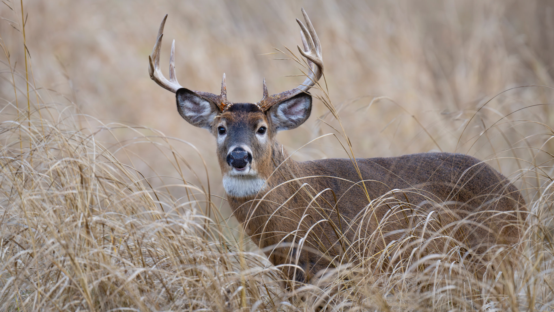 A deer with large antlers stands in tall, dry grass, looking directly at the camera.
