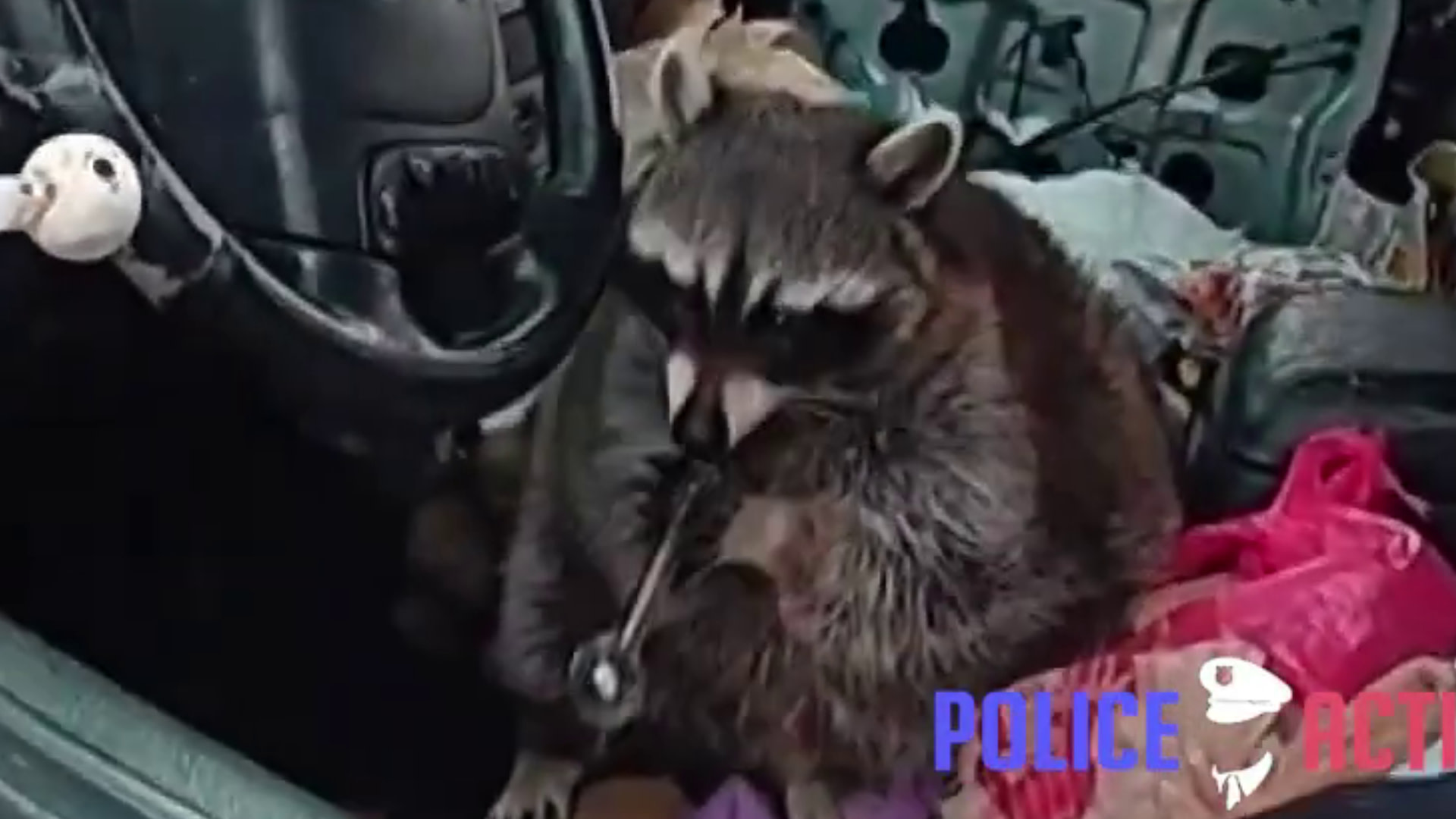 A raccoon holding a tool inside a cluttered vehicle, near the steering wheel.