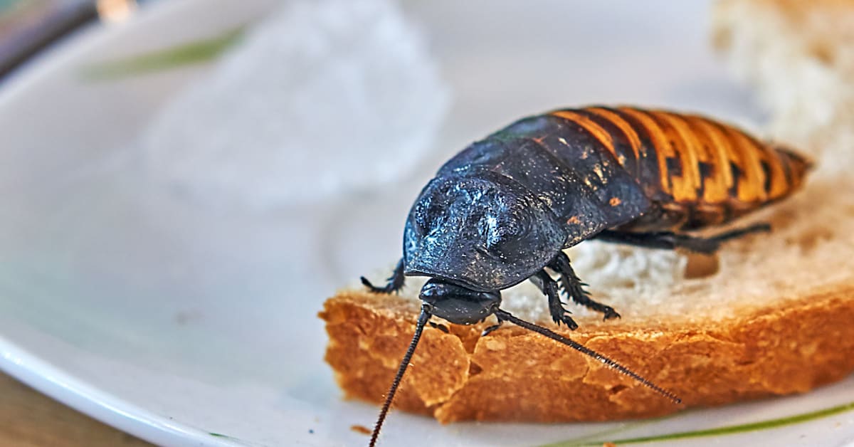 Australian Officials Seize 100,000 Exotic Roaches Worth $140K in ...