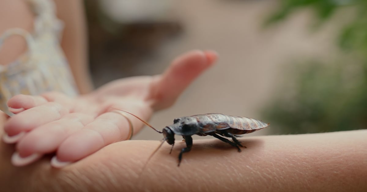 Ohio Library Temporarily Shuts Down After Patron Hurls Roach-Filled Box at Staffer