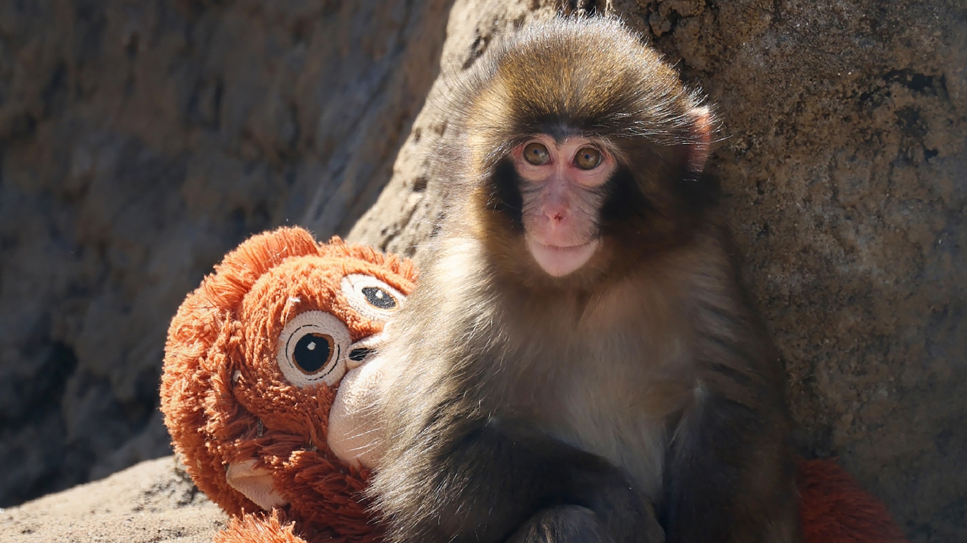 Video Shows Punch the Monkey Kissing a Female Counterpart