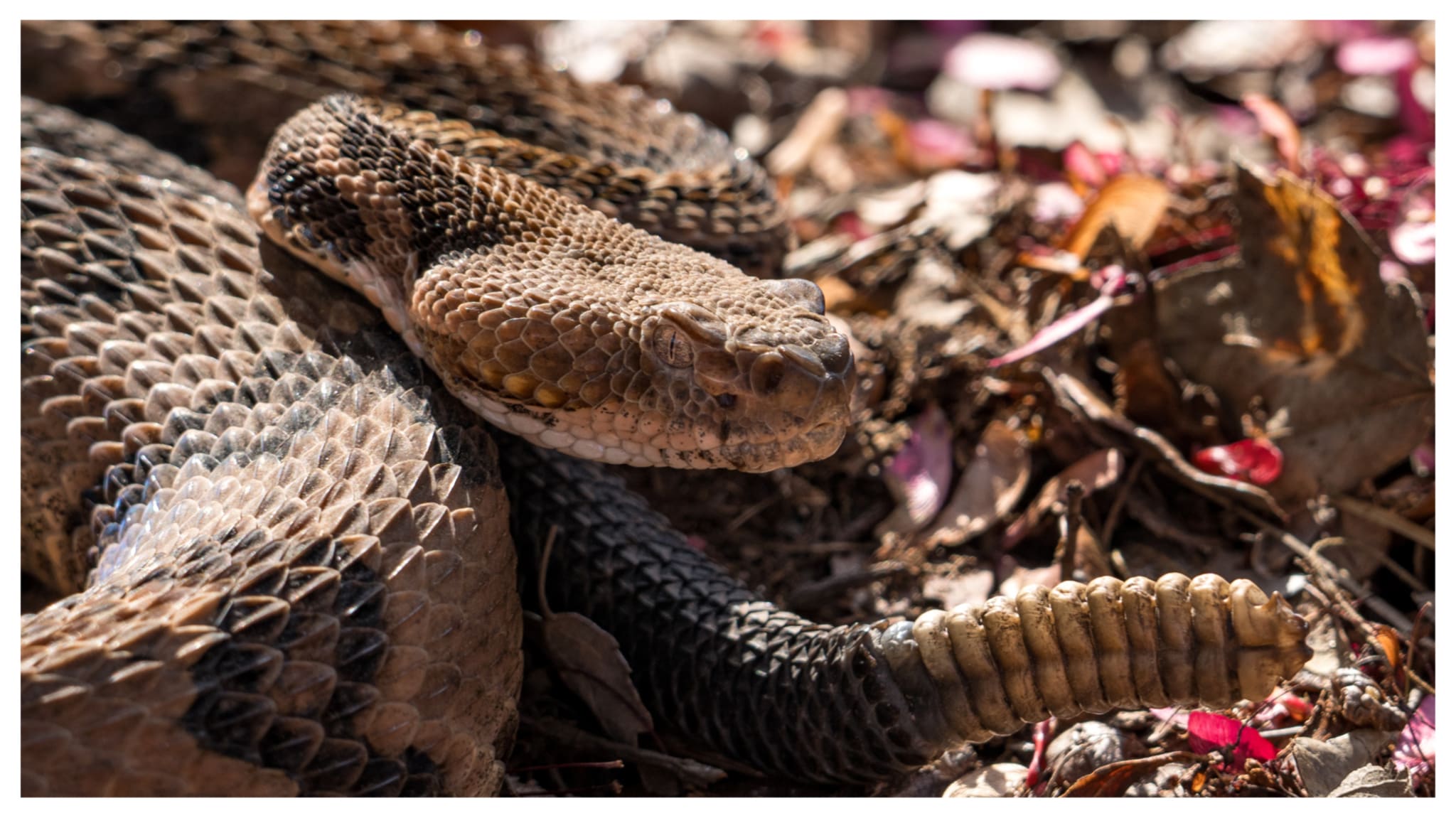 Timber rattlesnake