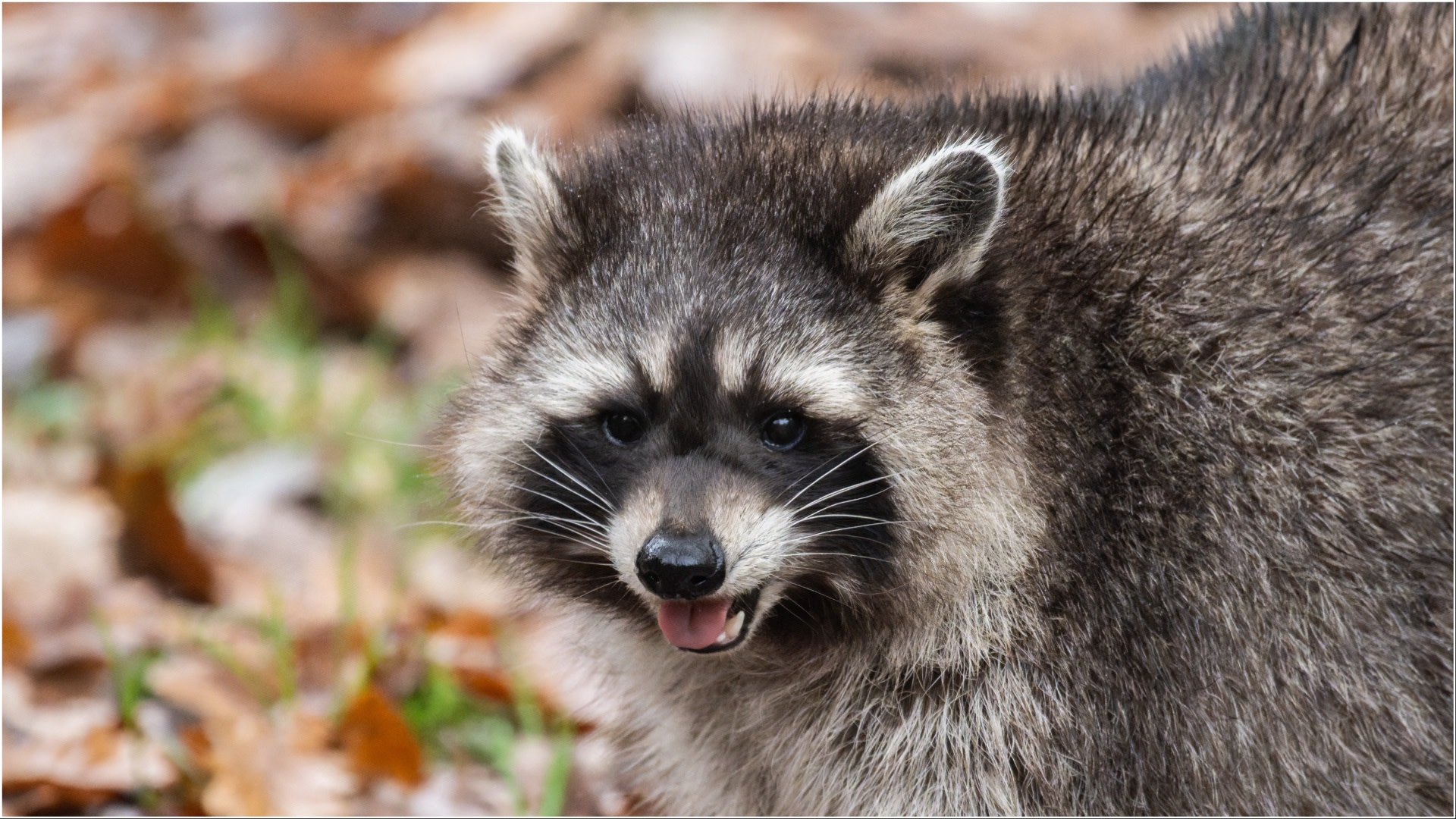 racoon
