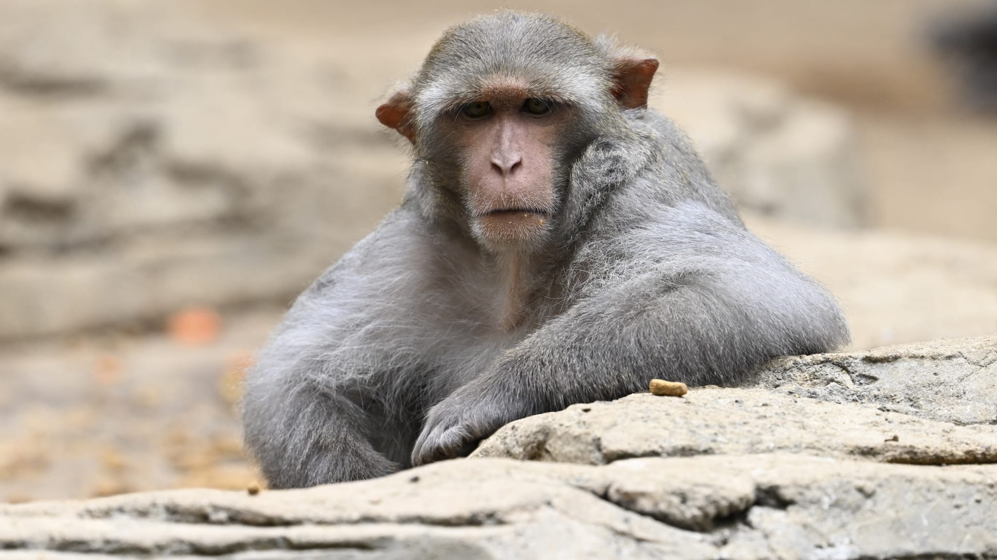 A monkey sitting on a rock, looking directly at the camera with a neutral expression.
