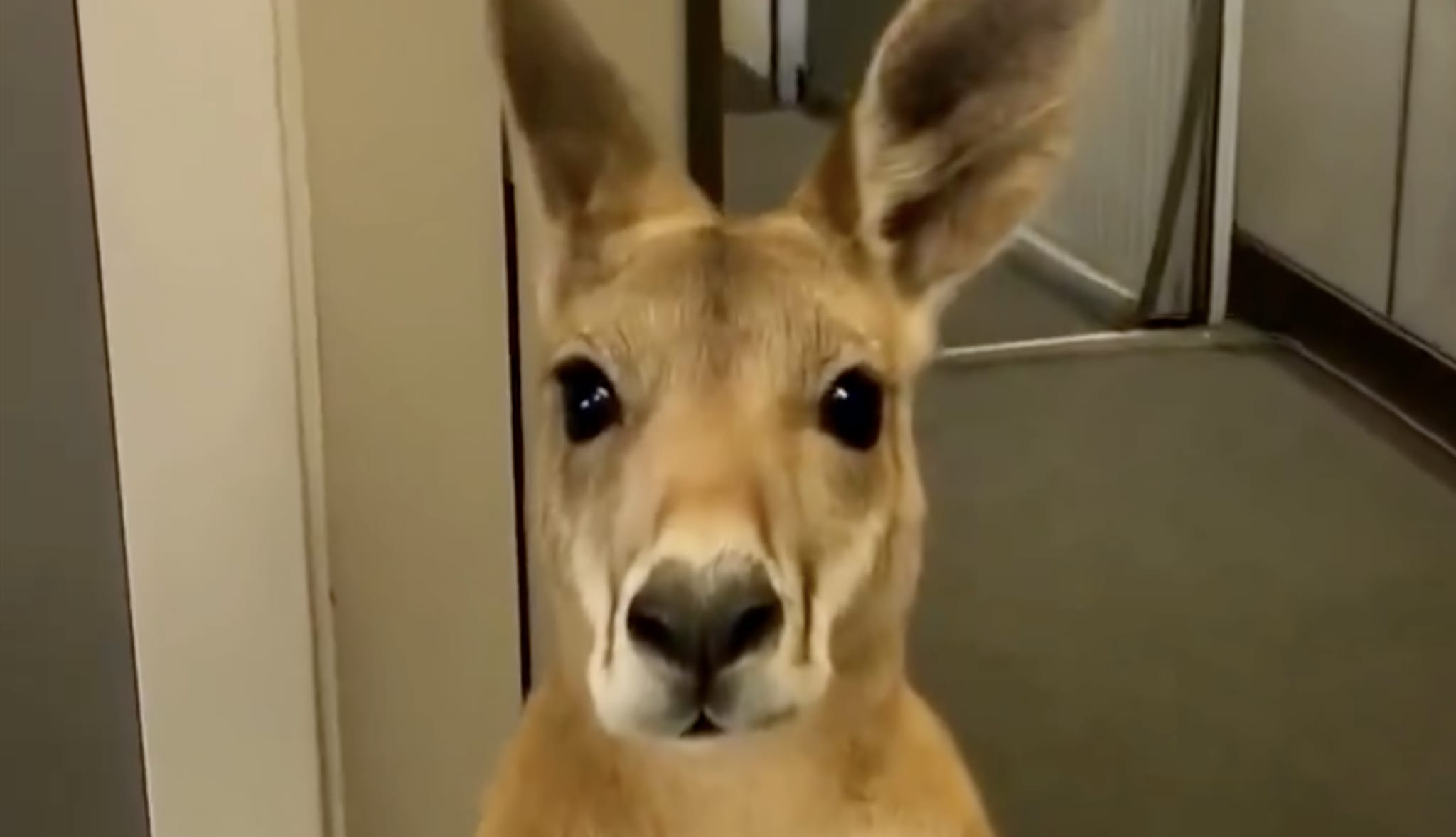 A kangaroo standing indoors, looking directly at the camera with its ears perked up.