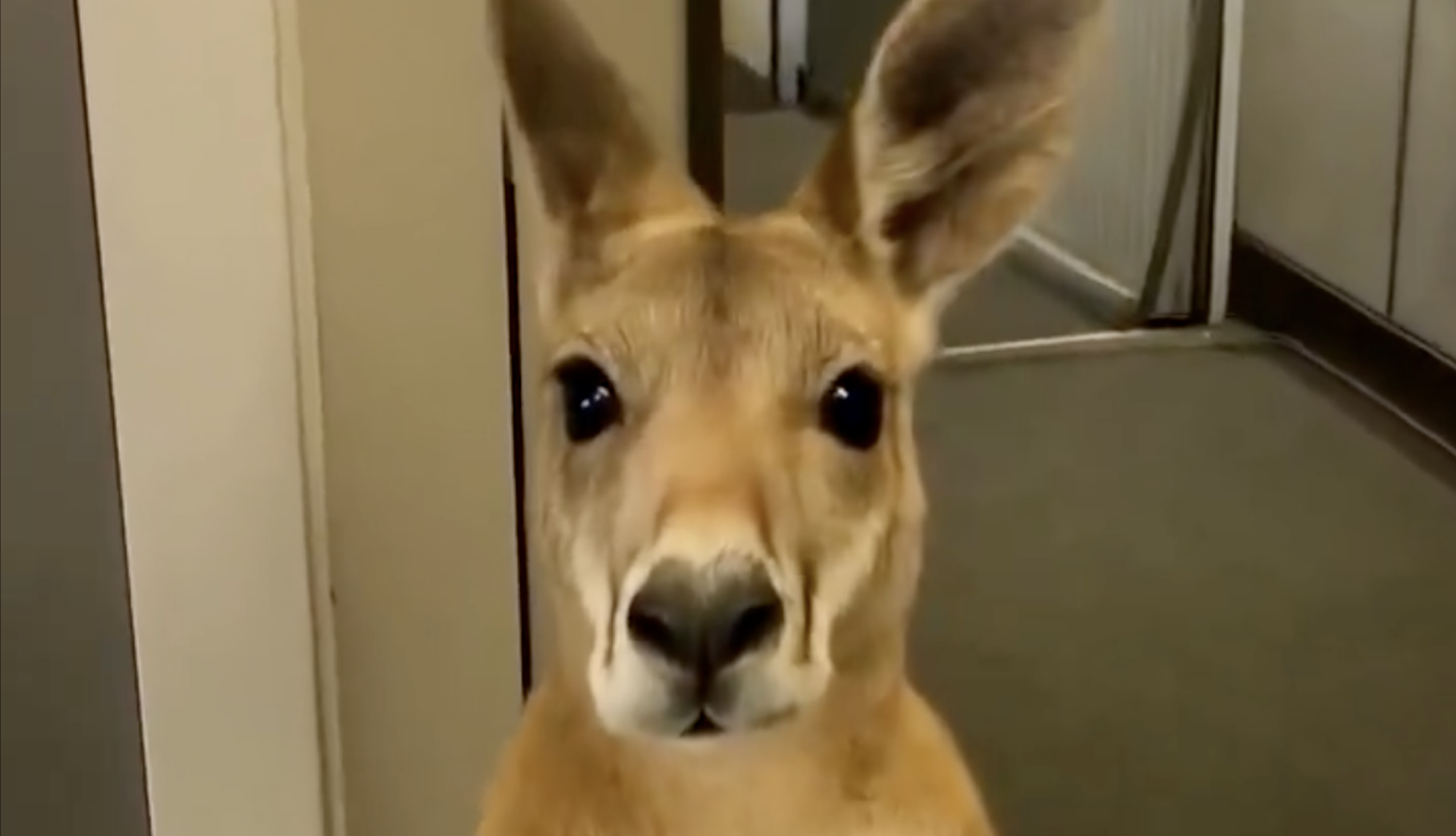 An AI kangaroo has caused a bit of a stir online.