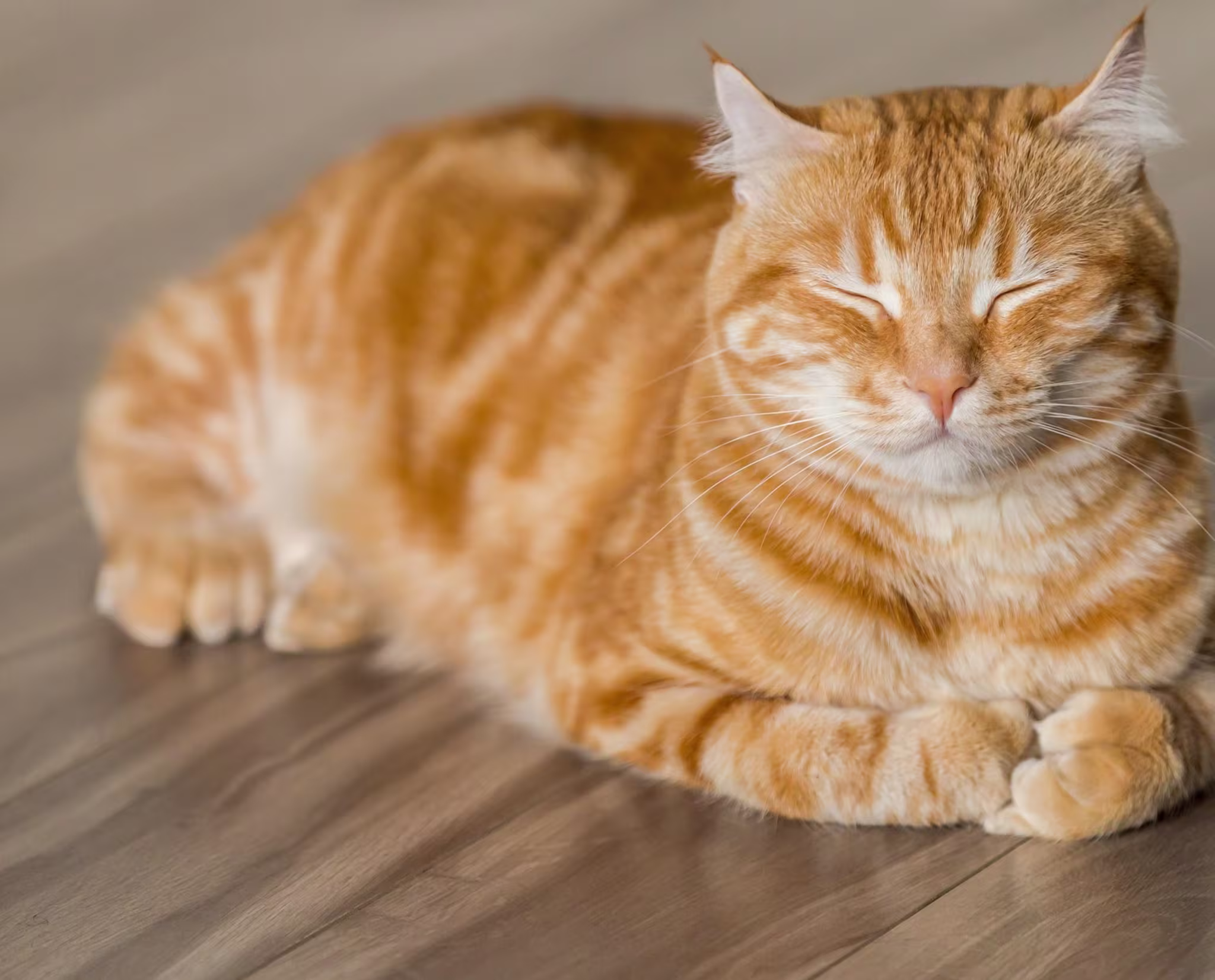 A ginger tabby cat with closed eyes is lying on a wooden floor, appearing relaxed and content.