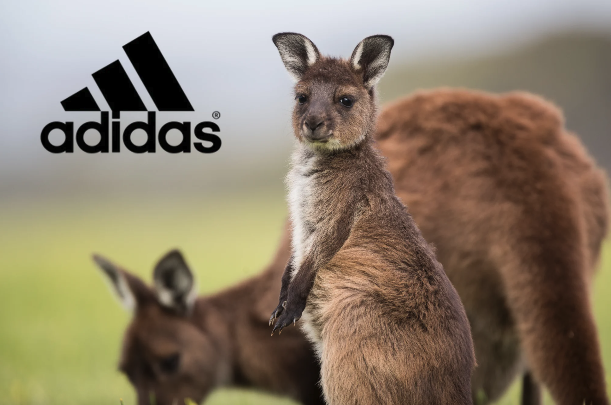 Adidas ends the use of kangaroo leather
