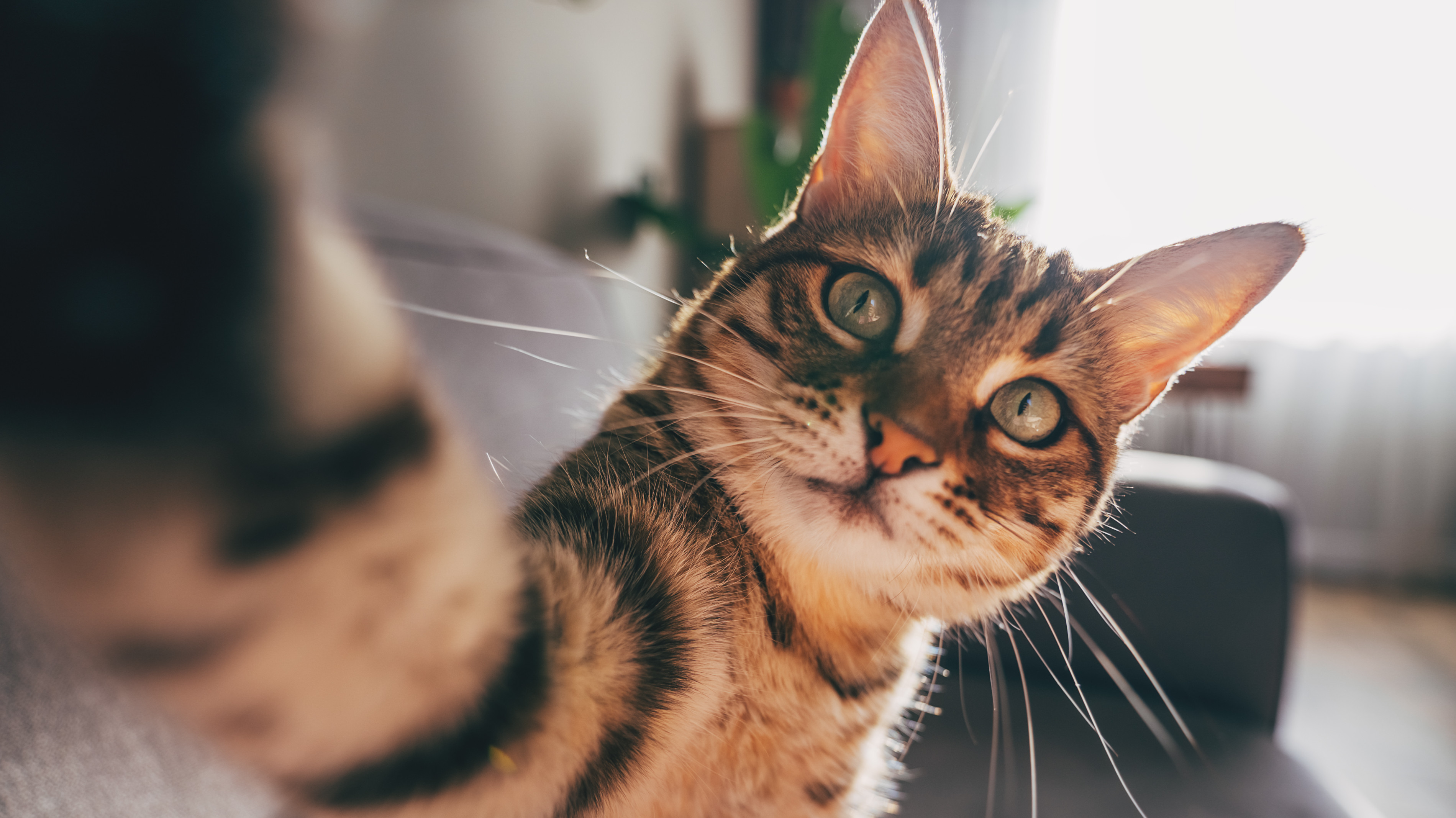 Cat taking a selfie.