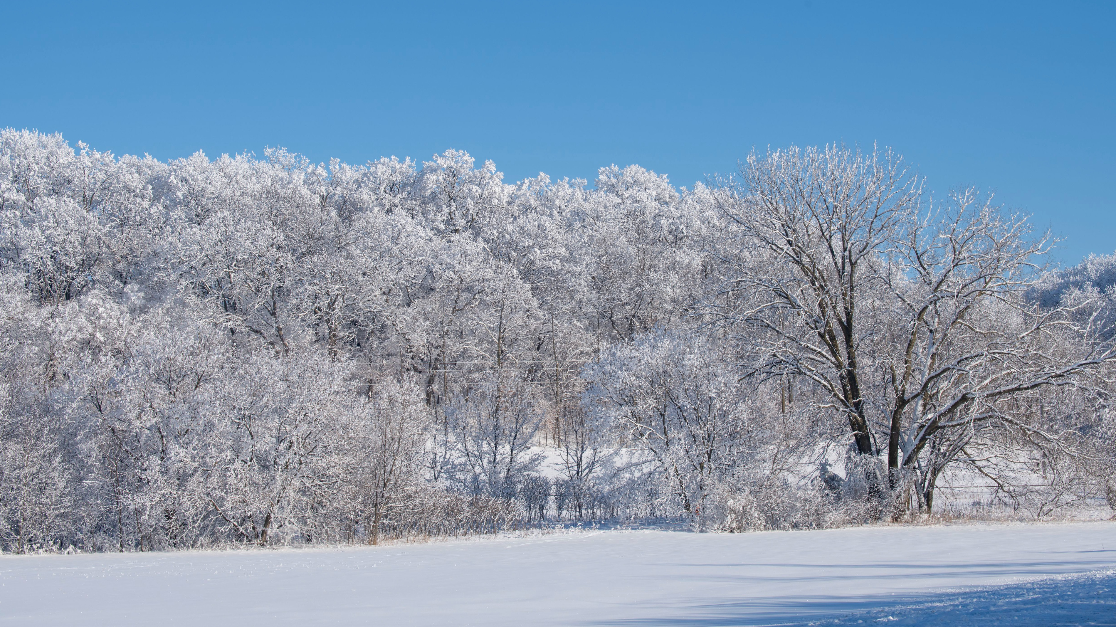 ‘Exploding Trees’ in the Midwest Remain a Threat Amid Extreme Cold Weather