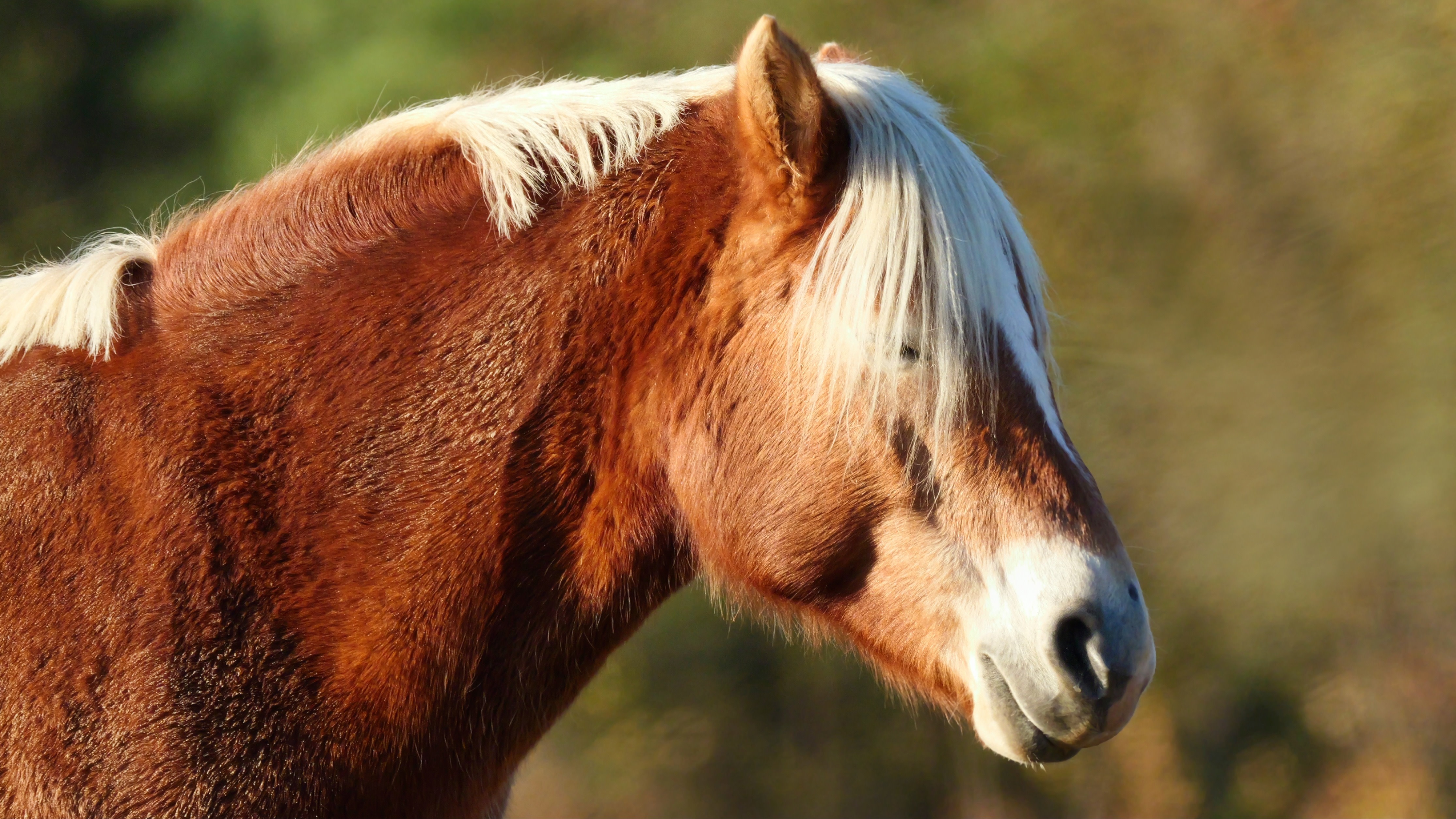A chestnut horse with a white mane stands in profile against a blurred natural background.