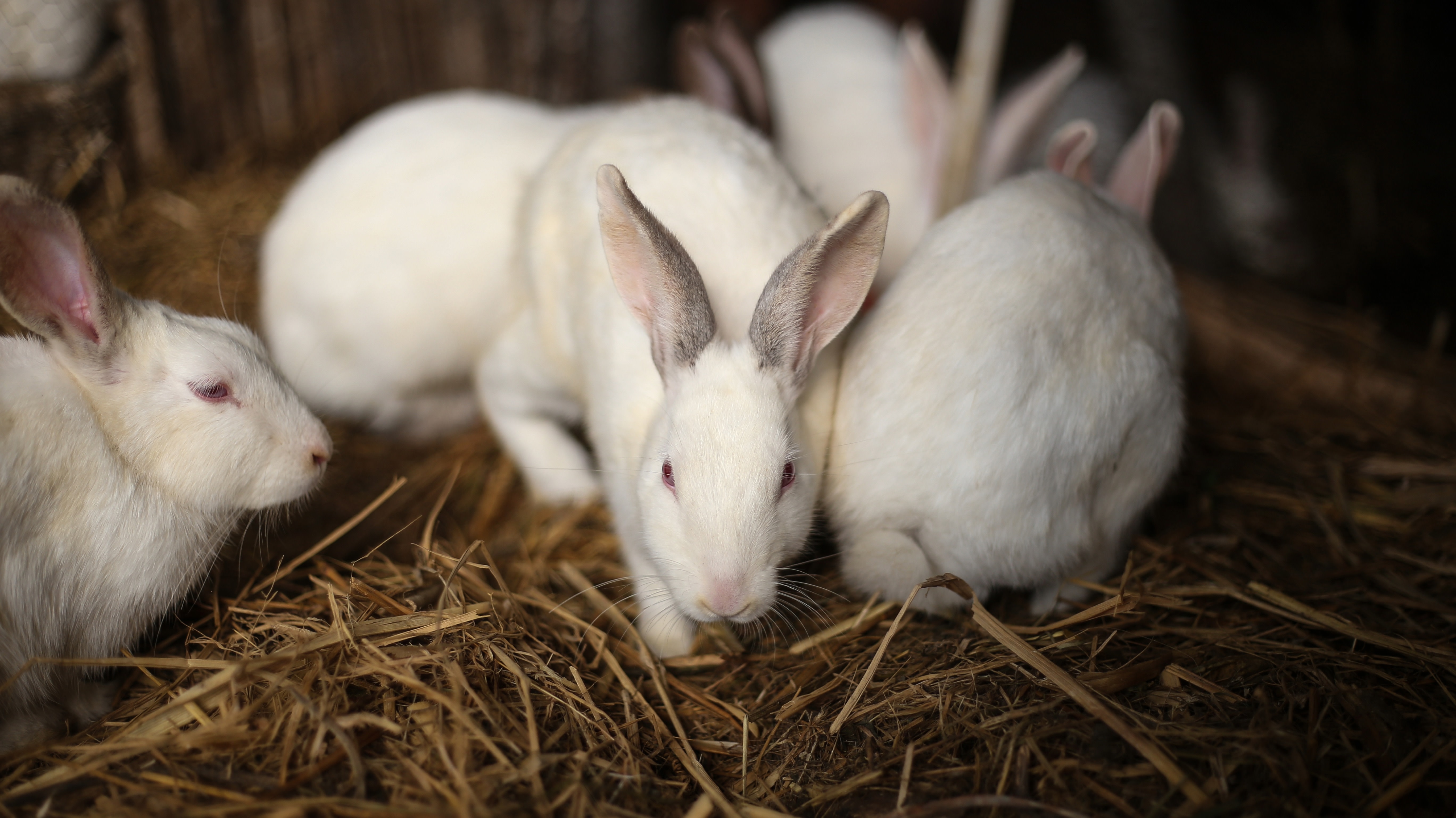 Denmark Zoo Asks People to Donate Small Pets to Feed Capt...