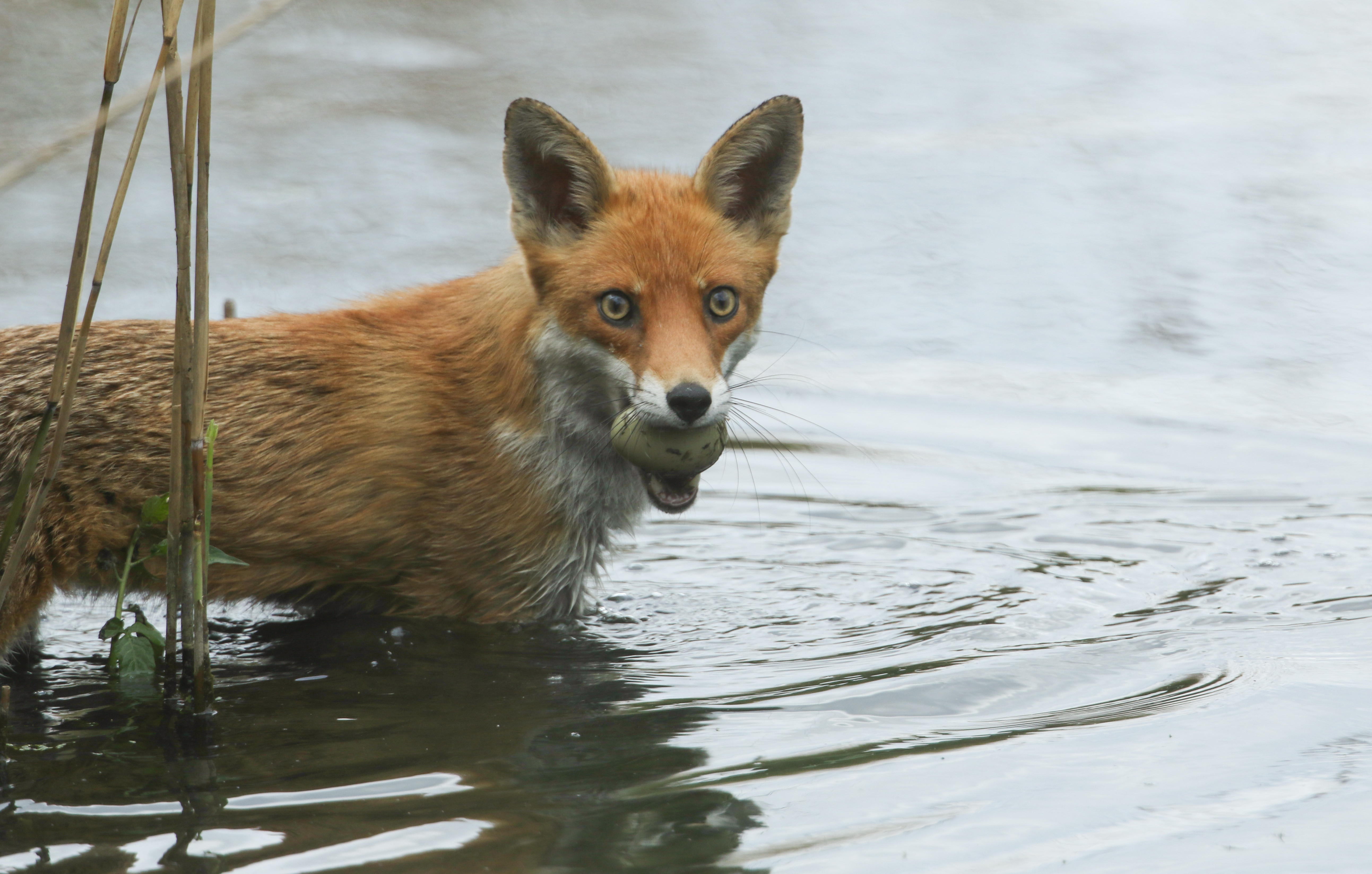 Red Fox Travels From England to New York After Stowing Away on Cargo Ship