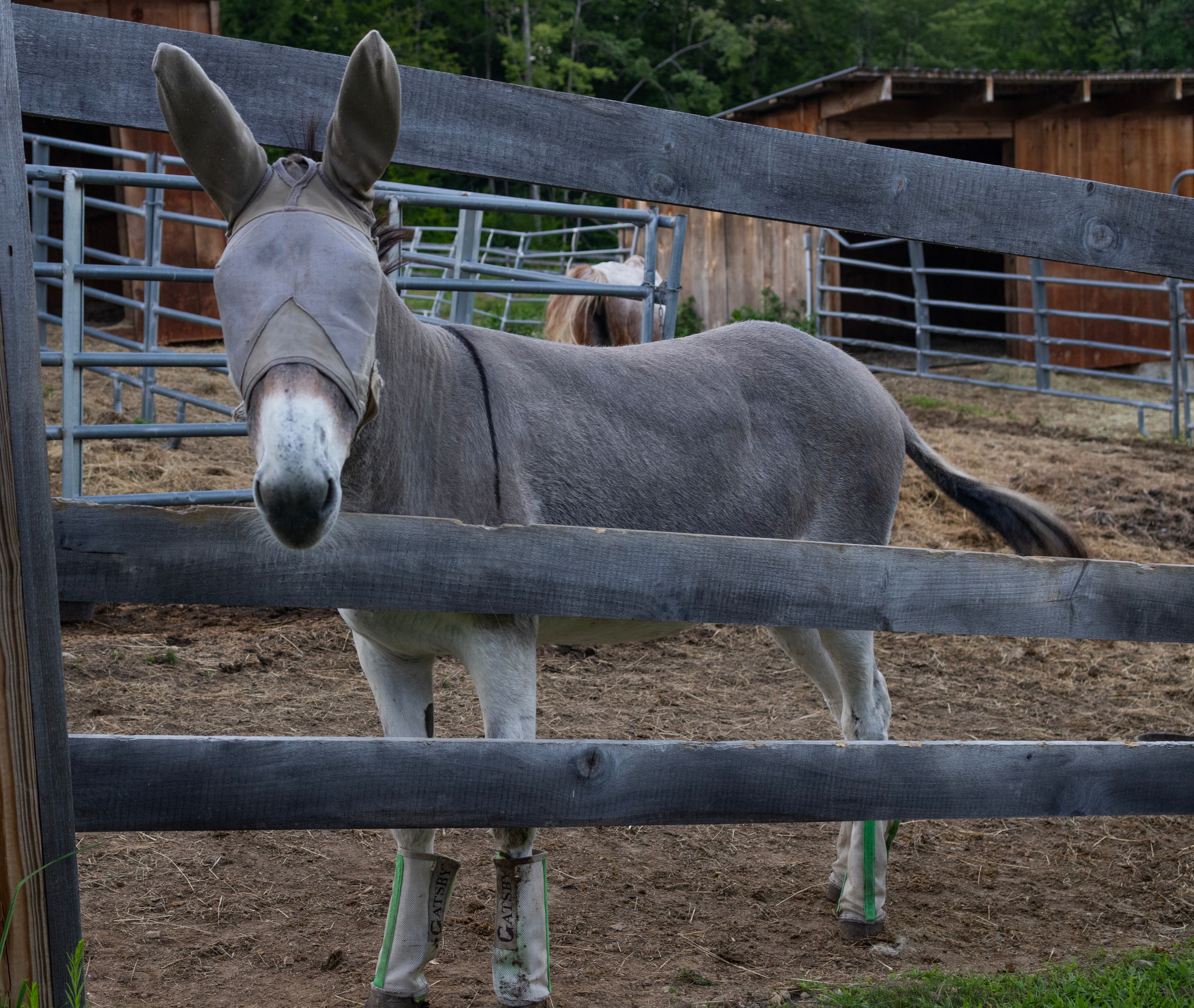 Donkey.