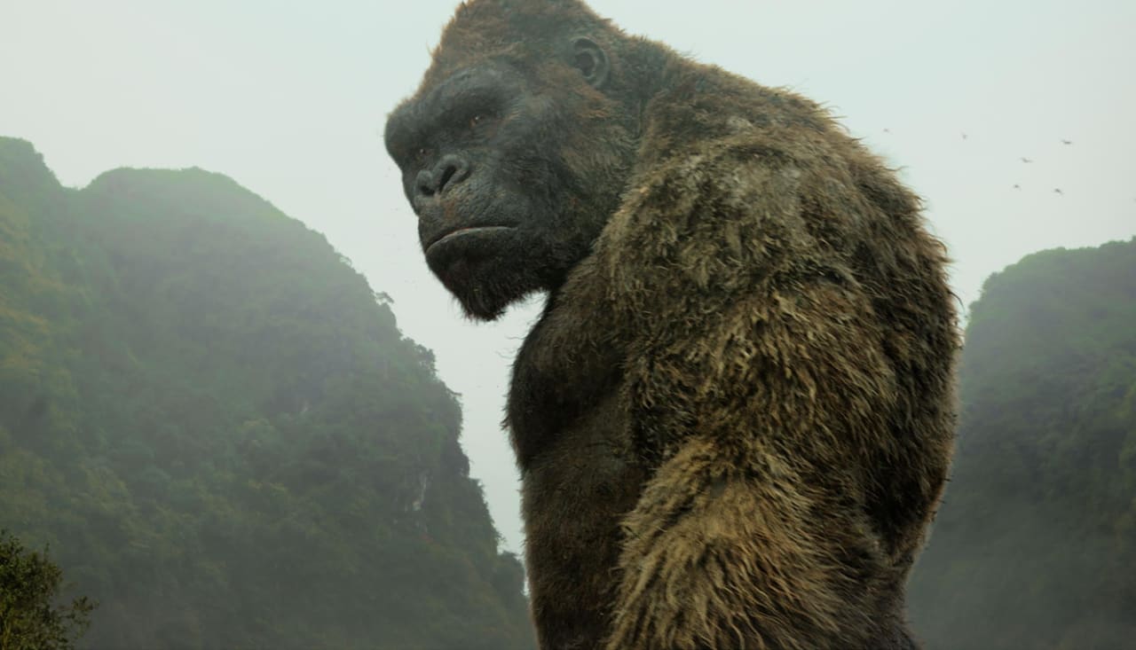 Godzilla Vs Kong Tale Of The Tape Of This Epic Battle Complex In comparison, his height in 2014 was 355 feet this is where it gets interesting. godzilla vs kong tale of the tape of