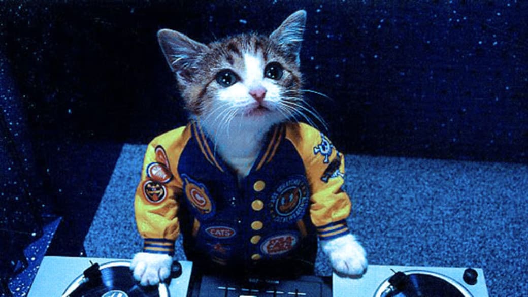 Edm S Obsession With Cats Complex