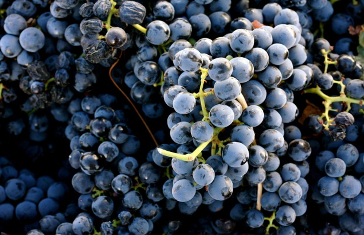 Man Crushed By 5 Tons of Grapes in Spanish Winemaking Region Complex