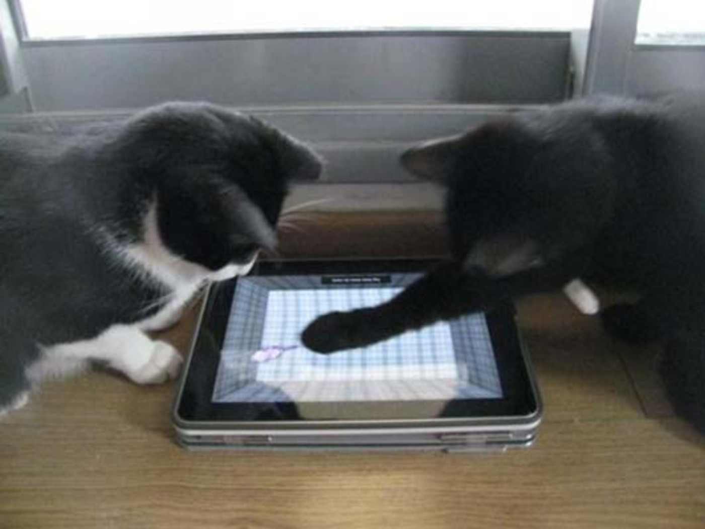 Gallery Cats Using Tablets Complex