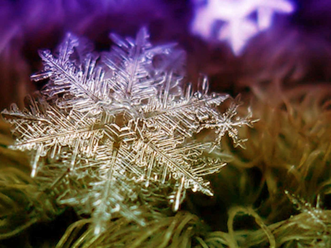 Winter Songs Complex