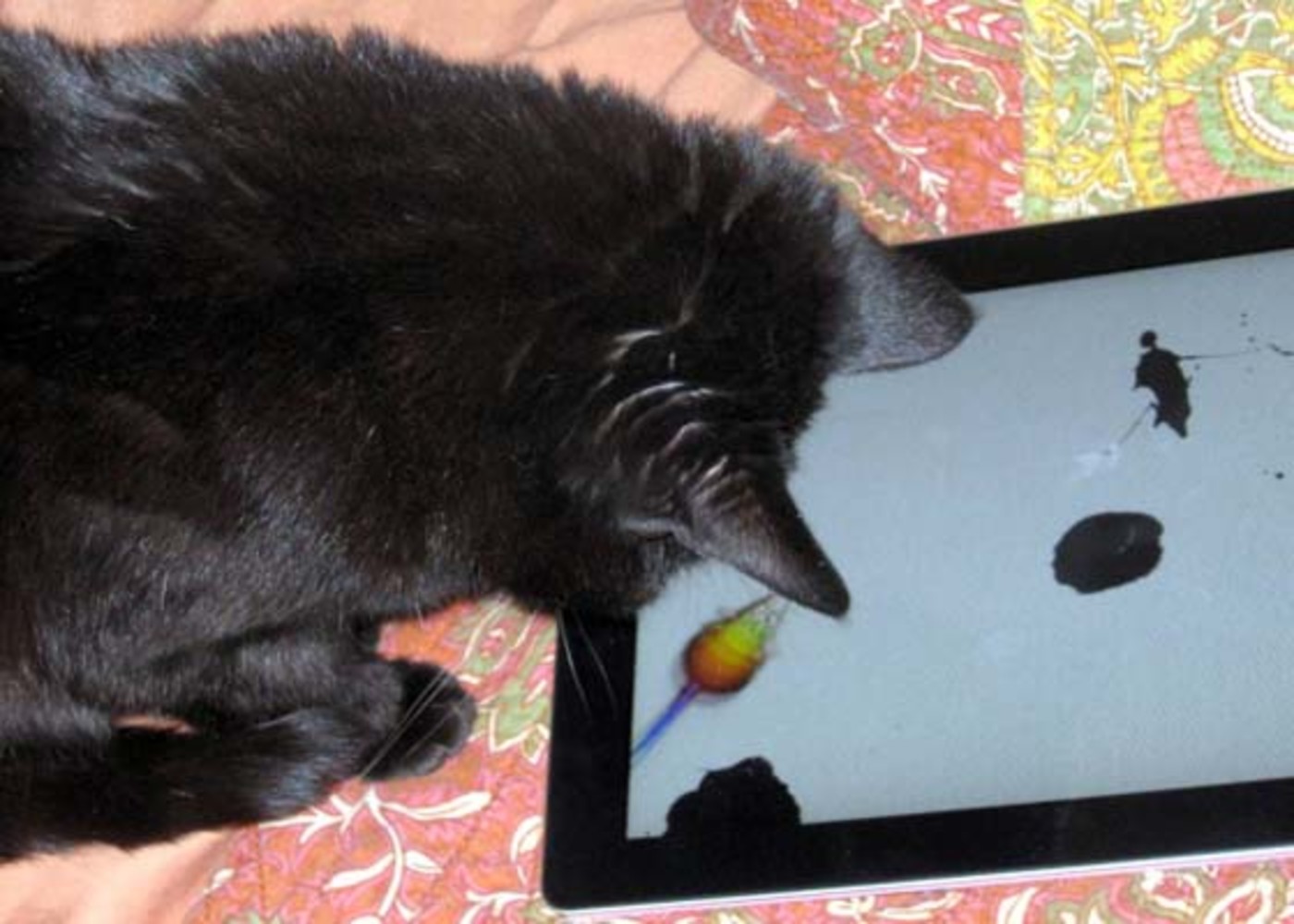 Gallery Cats Using Tablets Complex