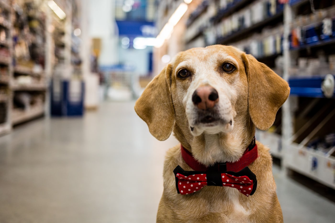 These Awesome Dogs Can Sniff Out Cancer Complex