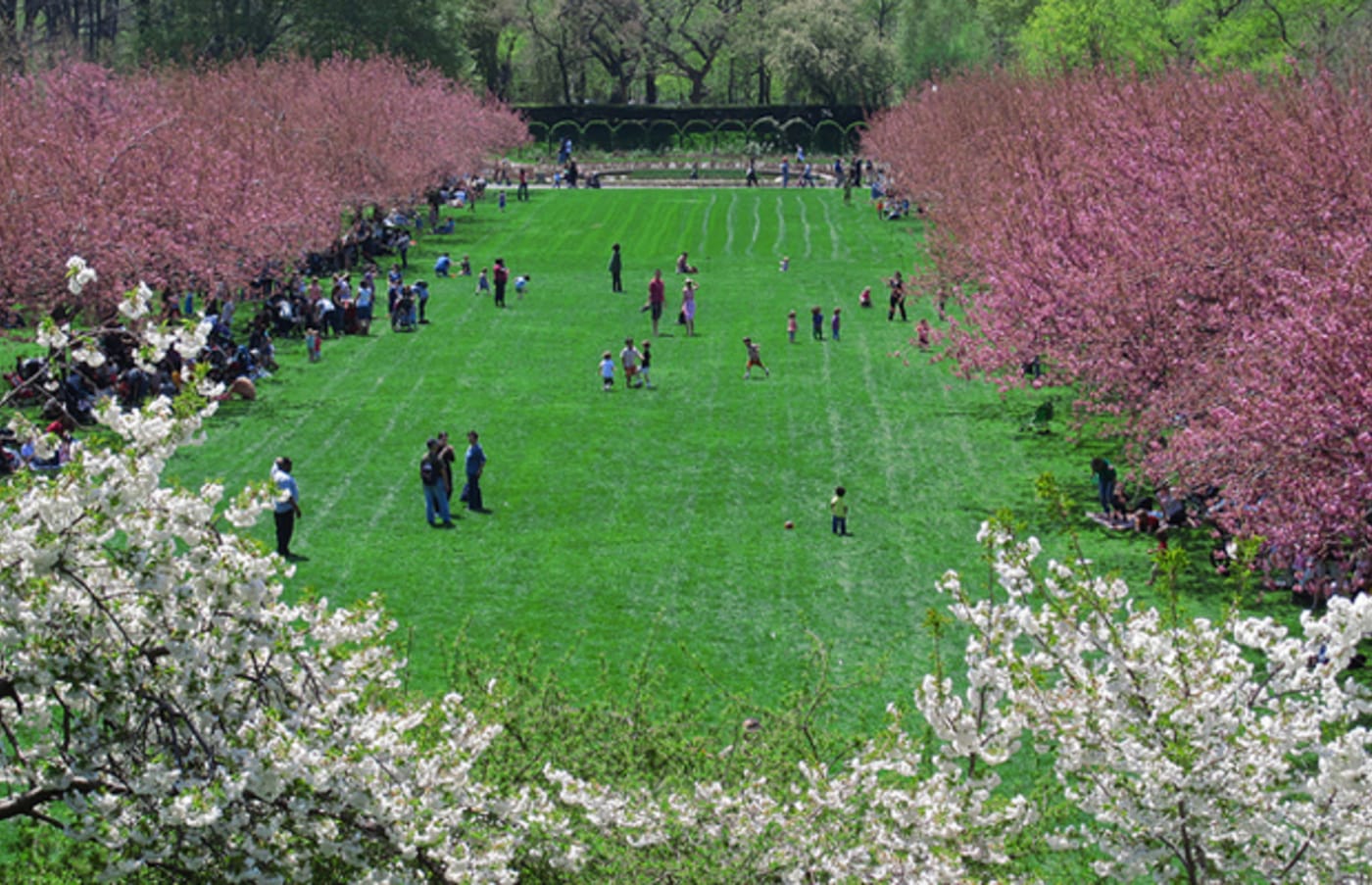 Sakura Matsuri Festival at Brooklyn Botanic Garden This Weekend (4/30