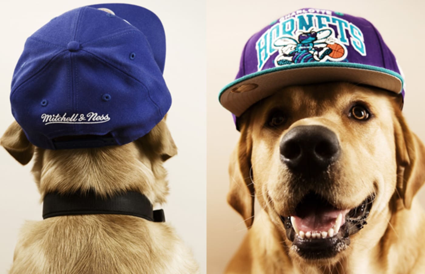 Lookbook The Chimp Store “Chimptown Dogs” Complex