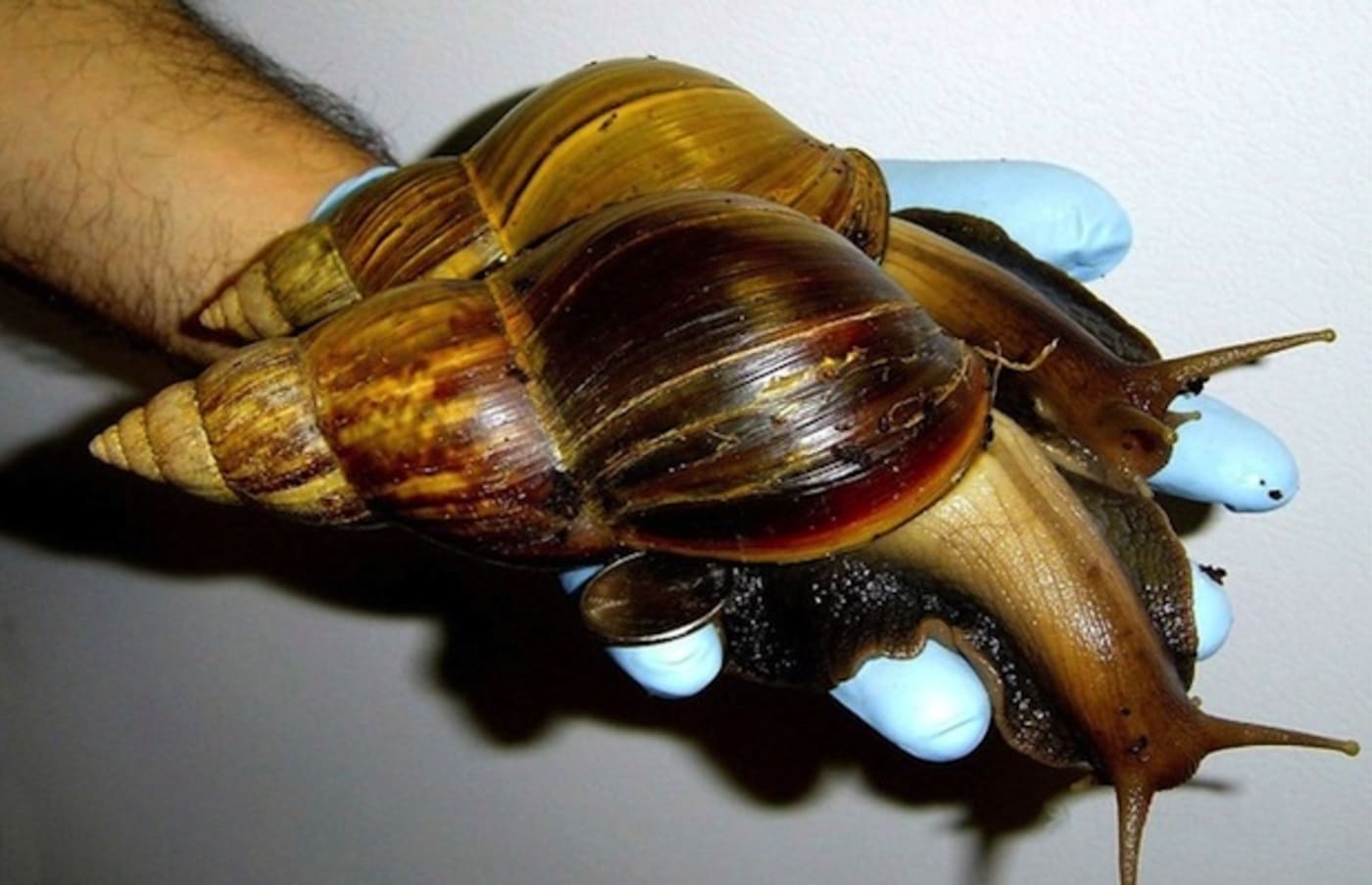 Florida Beware The Giant Snails Complex