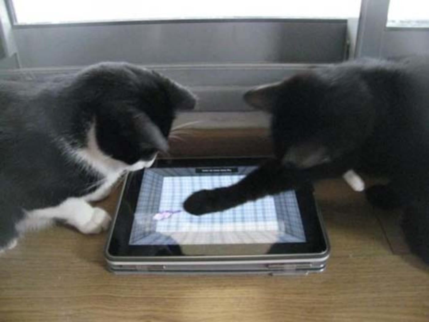 Gallery Cats Using Tablets Complex