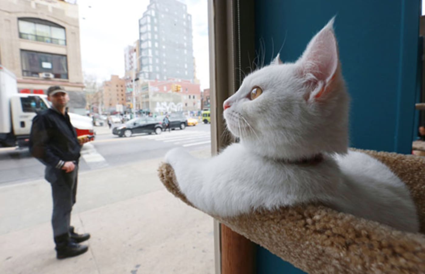New York’s Cat Café Has Finally Opened Complex