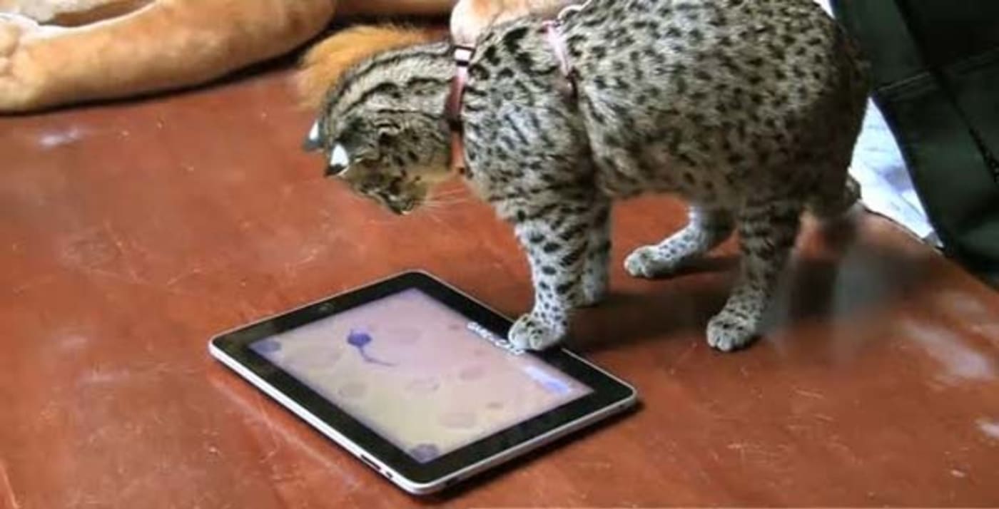 Gallery Cats Using Tablets Complex