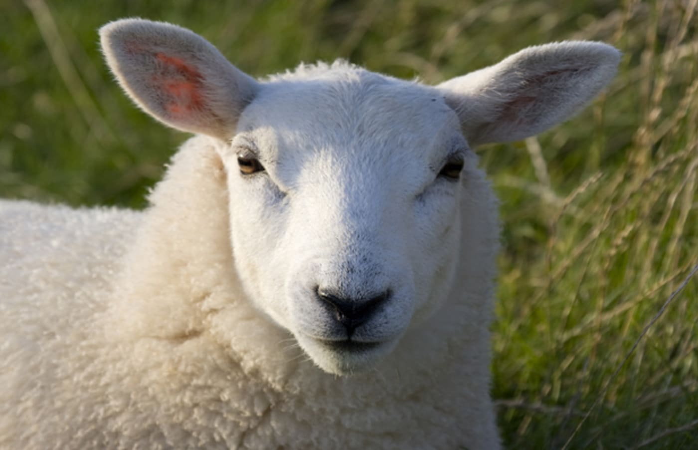 sheep marketplace bitcoins stolen