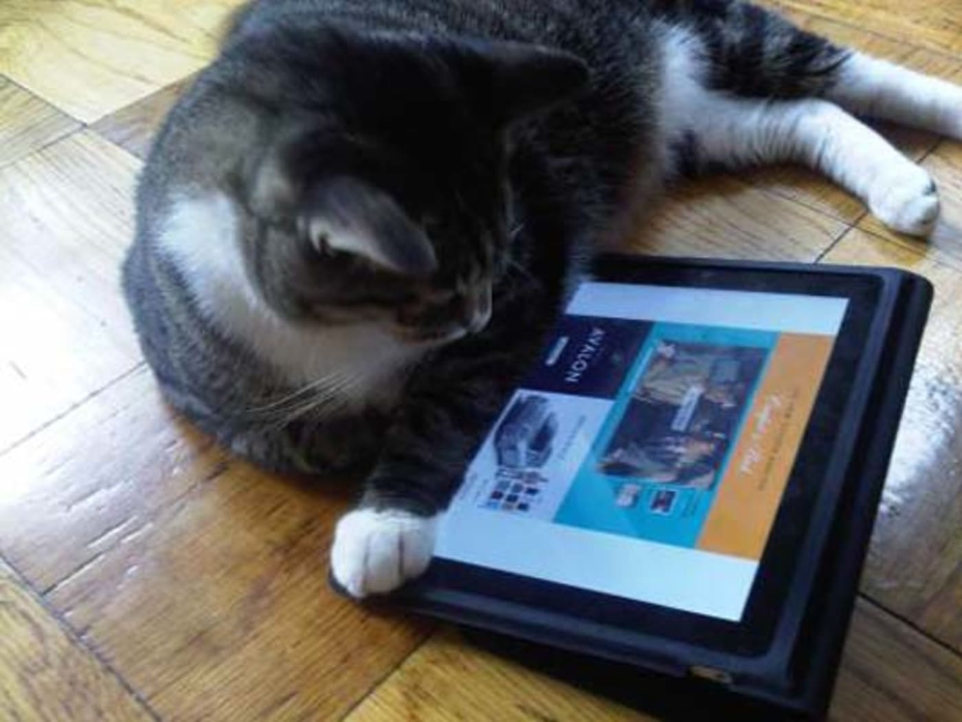 cat travel tablets
