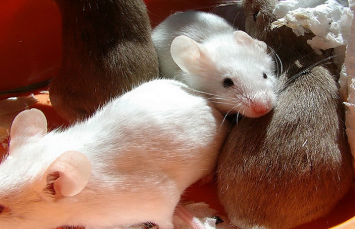 Researchers Successfully Transplant LabGrown Kidney into a Rat Complex