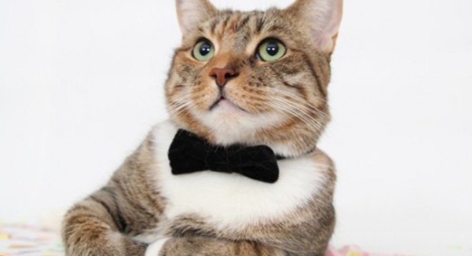 16 Cat Bloggers React To Buzzfeed S Terrible Menswear Coverage