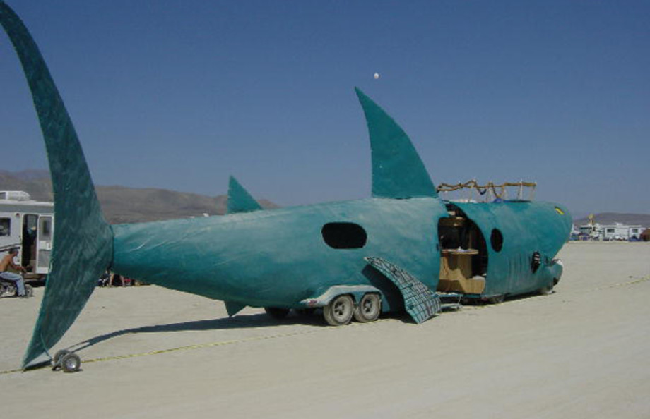 shark on car