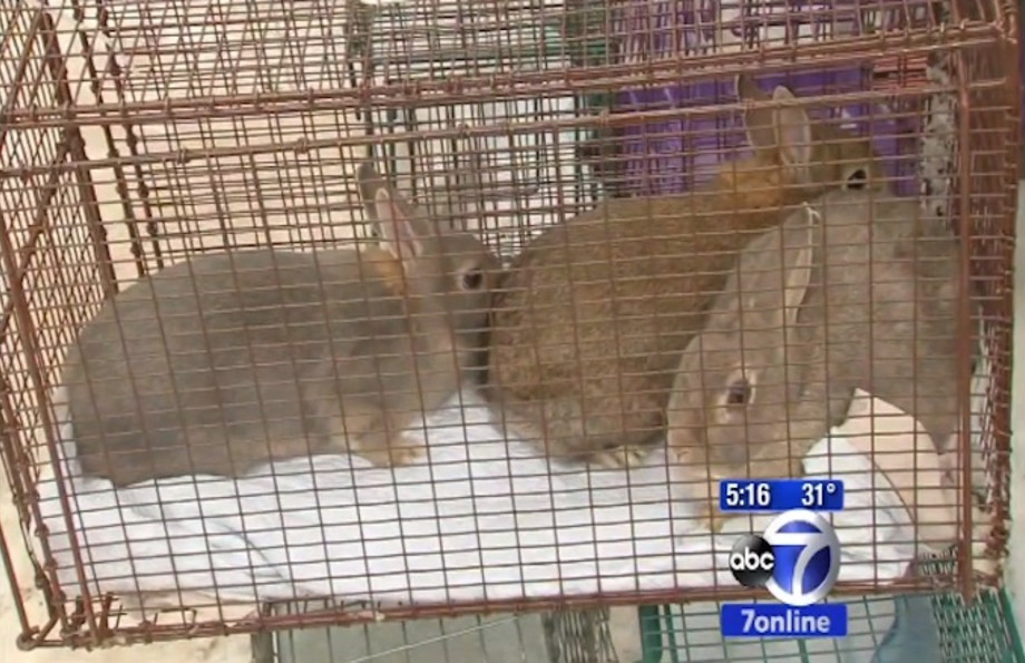 Over 100 Additional Rabbits Seized in Brooklyn After Syphilis is