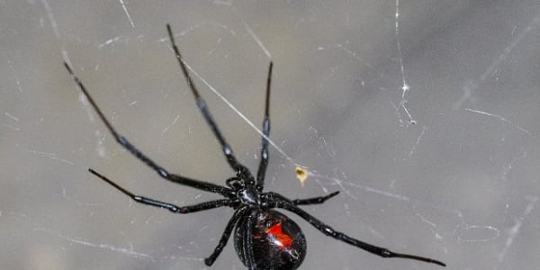 Connecticut Woman Finds Black Widow Spider in Whole Foods Grapes | Complex