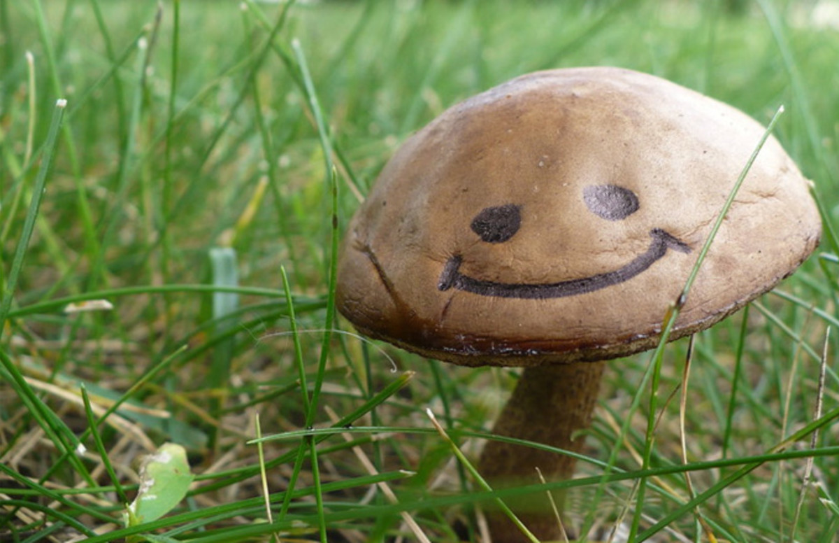 Study Finds Magic Mushrooms Could Treat Severe Depression Complex