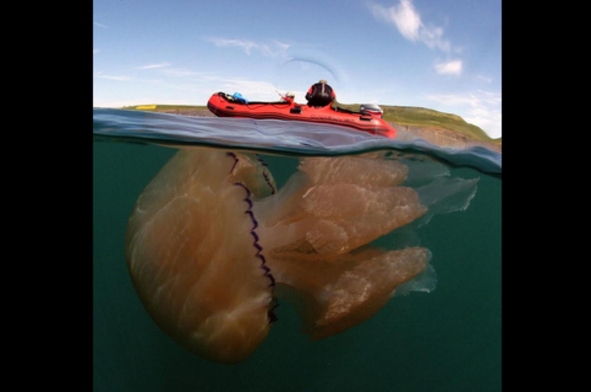 Медузы гиганты