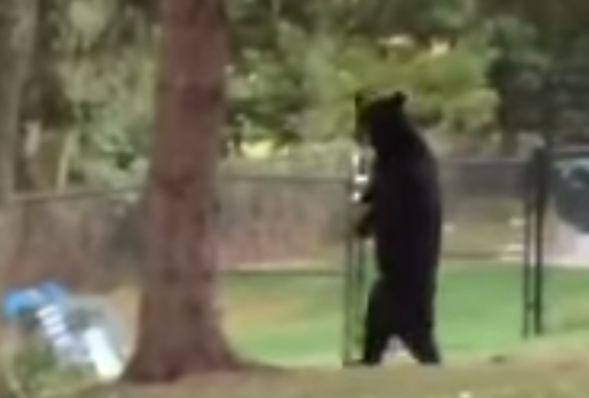 Bear Named Pedals Walks on Two Legs Like a Human Complex