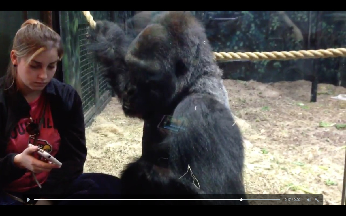 This Gorilla Likes Cat Videos Just as Much as the Next Person Complex