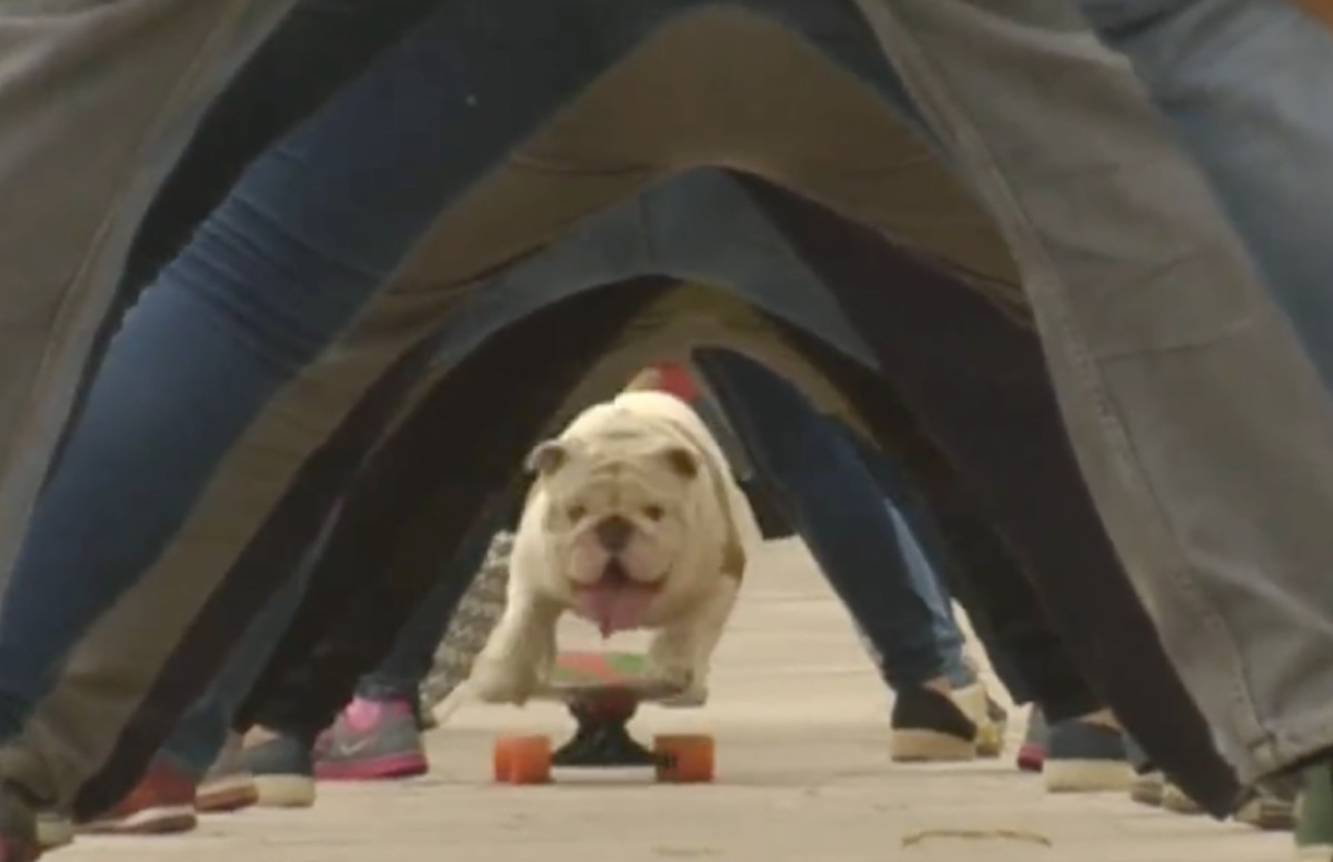 Chill Bulldog Breaks World Record for Skateboarding Through Longest