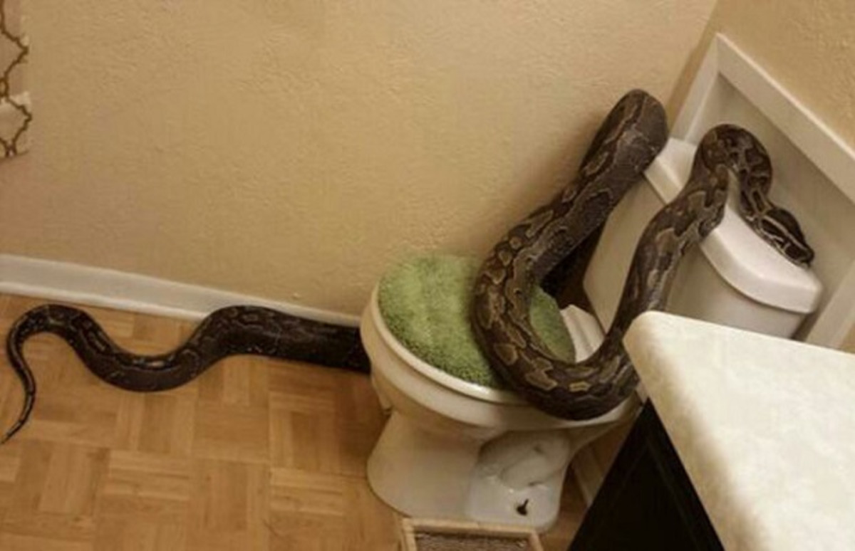 Змея заползла в квартиру